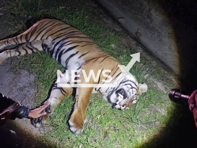 Picture shows the dead tiger, undated. It was hit by vehicle in Malaysia. Note: Private photo taken from social media. (@animalmalaysia/Newsflash)