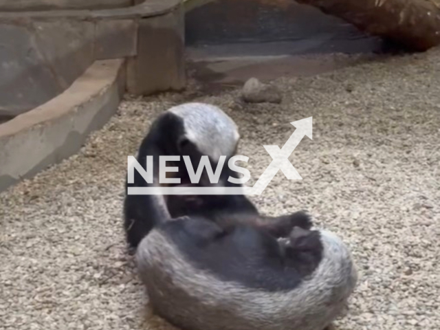 Photo shows playing honey badgers Neo and Trinity in Moscow Zoo, Russia in May, 2024. This couple came to zoo three years ago from the Czech Republic. Note: Picture is a screenshot from the video. (Moscow Zoo/Newsflash)