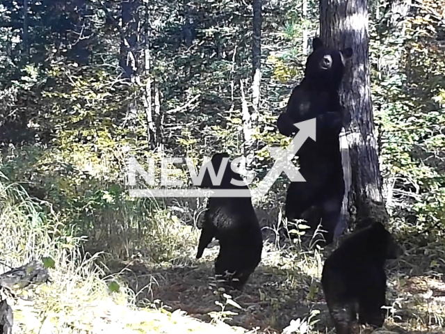 Photo shows a bear scratching its back with a tree at Sikhote-Alin Nature Reserve, Russia, undated. The bear came with its cubs. Note: Picture is a screenshot from the video. (@sikhote-alin.reserve/Newsflash)