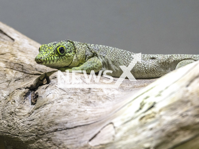 Image shows a standing's day gecko, undated photo. It was brought at the Zurich Zoo, in Switzerland, in May 2024. Note: Licensed content. (Zurich Zoo, Enzo Franchini/Newsflash)