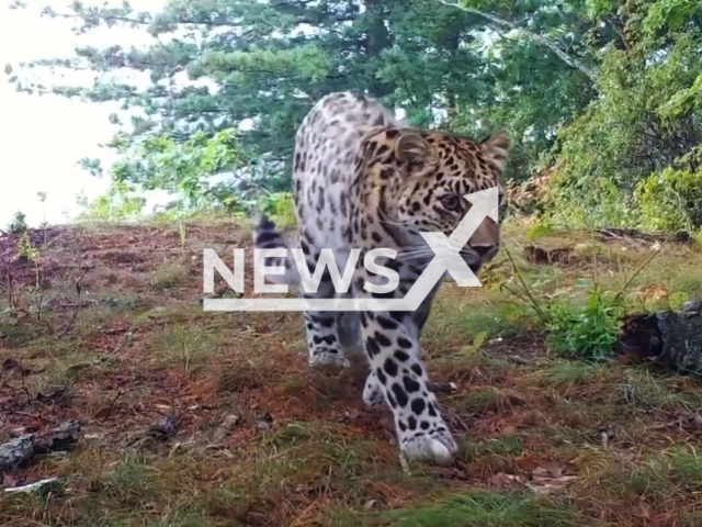 Footage shows the Amur leopard in the Land of the Leopard National Park, Primorsky Krai in the Russian Far East, undated. The Amur leopard is also known as the Far East leopard.Note: Picture is screenshot from a video. (@leopard_land/Newsflash)