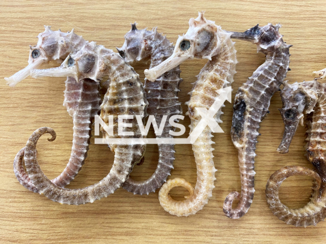 Image shows the seahorses, undated photo. The smuggler was caught at Berling Brandenburg Airport, Germany, on Friday, May 17, 2024. Note: Licensed content. (Main Customs Office Potsdam/Newsflash)