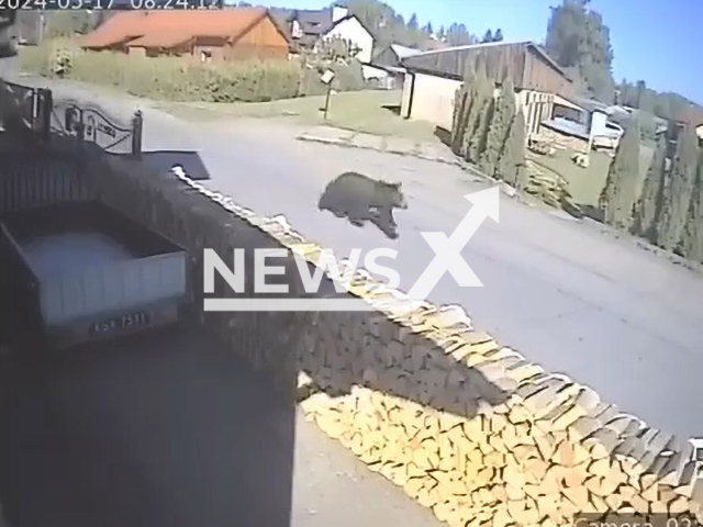 Bear chases a woman down the street while she is walking her dog in Zagorz, Poland, on Friday, 17 May, 2024. This is the second time the bear has appeared in the town.Note: Picture is screenshot from a video. (Marek Podkalicki/Newsflash)