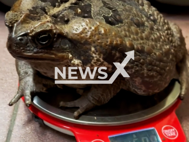 Footage shows a female cane toad (Rhinella marina) in Moscow Zoo, Russia in May, 2024. It reached one and a half kilogrammes (3.3 lbs) in weight. Note: Picture is screenshot from a video. (Moscow Zoo/Newsflash)