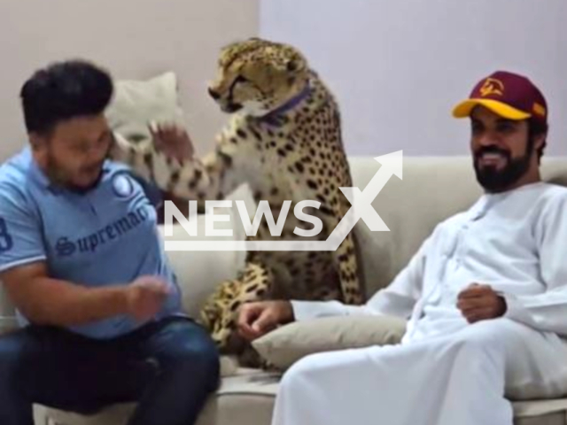 Nouman Hassan is attacked by a cheetah, undated. Nouman Hassan is an influencer who breeds wild animals. Note: Picture is screenshot from a video. (@nouman.hassan1/Newsflash)