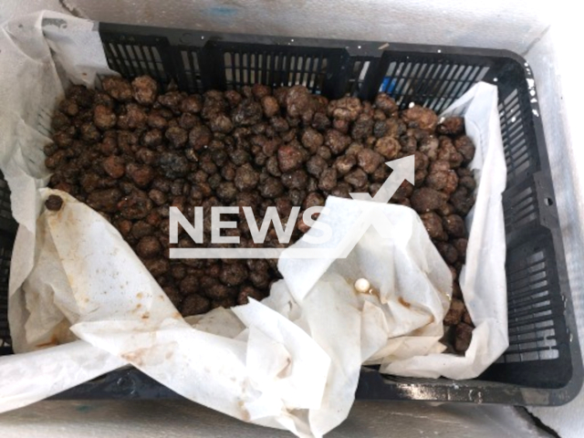 Image shows the seized truffles, undated photo. They were rotten when customs officers seized them at Vienna Airport, Austria, in May 2024. Note: Licensed content. (BMF, Customs/Newsflash)