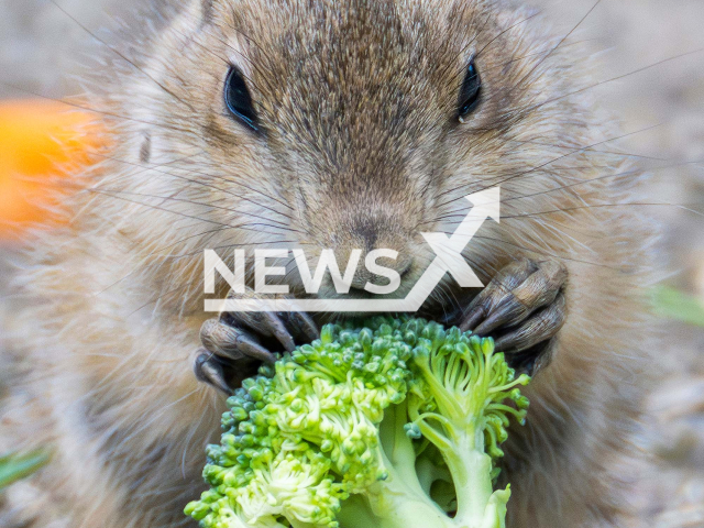 Image shows one of the prairie dogs pups eating broccoli, undated photo. The offspring were born at Schoenbrunn Zoo, in Vienna, Austria, in April 2024. Note: Licensed content. (Daniel Zupanc/Newsflash)