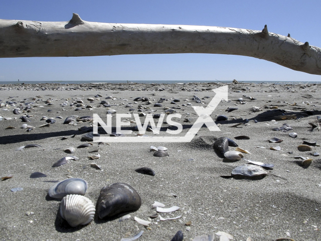 Adriatic mollusks have proven to be incredibly resilient to climate change, weathering the last ice age with nearly no long-term effects. Note: Photo from press statment. (Fabio Negri/Newsflash)