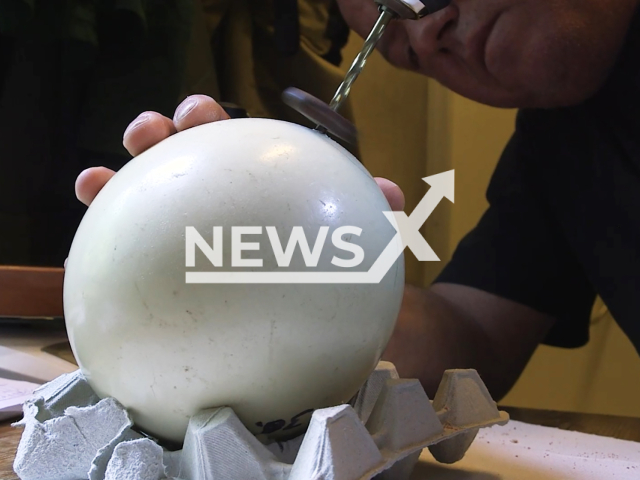 Image shows zookeepers drilling an ostrich egg, undated photo. The Schoenbrunn Zoo, in Vienna, Austria, welcomed the offspring for the first time ever in June 2024. Note: Photo is a screenshot from a video. (Schoenbrunn Zoo/Newsflash)