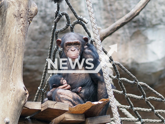 Image shows 13-year-old female chimpanzee Chang with her newborn, undated photo. The little one was born on Tuesday, June 4, 2024. Note: Licensed content. (Leipzig Zoo/Newsflash)