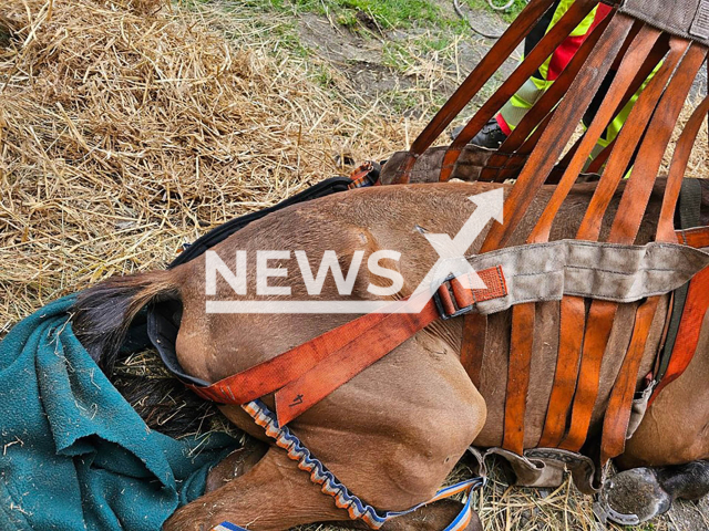 Image shows the skinny horse, undated photo. It was rescued by activists from the Animal Rescue Vorpommern Greifswald, in Germany. Note: We have obtained permission to use this photo from Klaus Kraft from Animal Rescue Vorpommern Greifswald e.V. (Animal Rescue Vorpommern Greifswald/Newsflash)