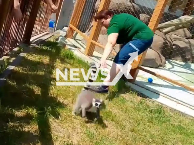 Zoo workers try to catch lemurs that escaped from the enclosure in Kazan Zoo, Russia on Sunday, June 2, 2024. Zoo visitors noticed animals walking on the roof of the building. Note: Picture is screenshot from a video. (Newsflash)