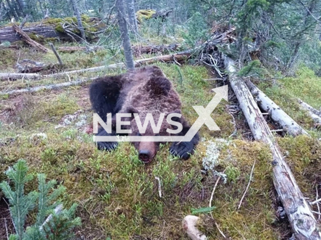 Photo shows the eliminated bear in Ergaki Nature Park in southern Siberia, Russia in June, 2021. Maxim, 16, from Sayanogorsk was attacked by a bear and died. Note: photo is obtained from the Directorate of the Ergaki Natural Park. (Ergaki Nature Park/Newsflash)