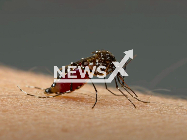 An illustrative image of a mosquito. Note: Picture is a screenshot from a video (Newsflash)