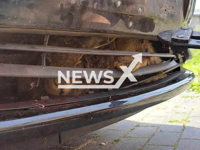 Picture shows the hare pulled from the bumper of a car, undated. It travelled 700km in Poland. Note: Permission obtained for photo. (Newsflash)