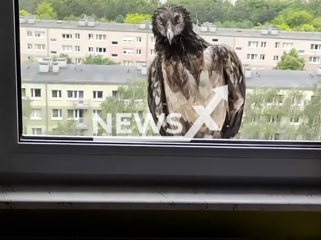 Rei del Cause looking trough a window sill in Poznan, Poland, on May 28 , 2024. It was rescued and released in the Cevennes National Park, France, on Monday May 9, 2024. Note: Picture is screenshot from a video. (Maciej Mleczko/Newsflash)