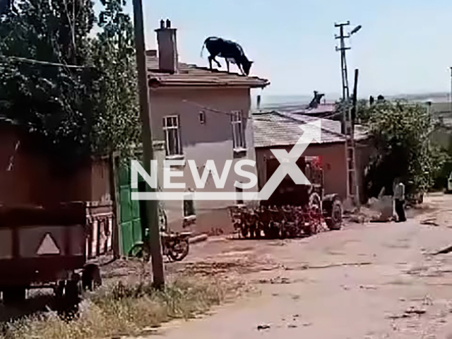 A cow walks on the roof of building in Konya, Turkey, in June 2024. The owners were chasing it. Note: Picture is screenshot from a video. (Newsflash)