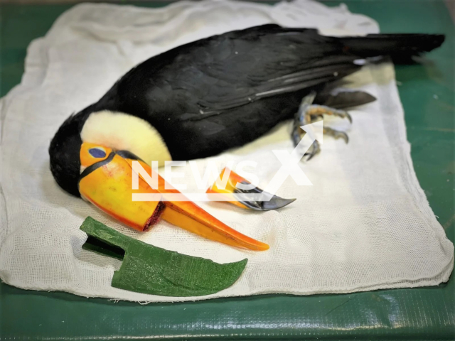 A toucan that spent eight months in rehabilitation after losing a big part of its upper beak, got a 3D printed prosthetic beak in Mato Grosso do Sul, Brazil. Note: Picture is from SEMAGRO (SEMAGRO/Newsflash)