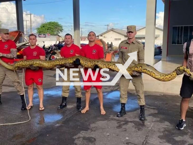 Firefighters carry a five-metre anaconda  in Cruzeiro do Sul, Brazil, on Saturday, June 15, 2024.
It was  crossing the highway and was rescued by the Fire Department. Note: Picture is private used in local media. (Corpo de Bombeiros/Newsflash)