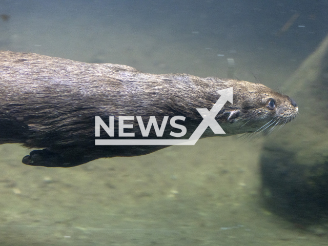 Image shows Cleo, one of the two otters, undated photo. The animals were brought to Zurich Zoo, Switzerland in June 2024. Note: Licensed content. (Zurich Zoo, Enzo Franchini/Newsflash)