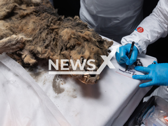 Photo shows Russian scientists working with the unique mummy of an ancient wolf at the laboratory of the Mammoth Museum of the North-Eastern Federal University in Yakutsk, Russia on Wednesday, June 19, 2024. The mummy is allegedly more than 44 thousand years old. Note: Photo is obtained from the Press Service of the State North-Eastern Federal University named after Maxim Ammosov (NEFU). (Press Service of NEFU/Newsflash)