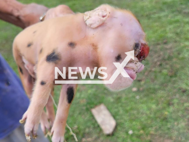 Picture shows pig born with deformed face, in Sena Madureira, Brazil, undated. It is not know of it will be able to survive. Note: Private photo taken from local media. (Newsflash)