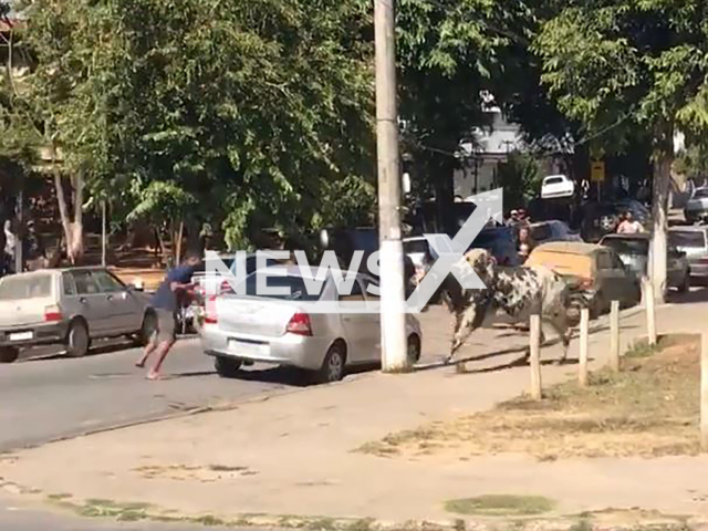 A man tries to capture a bull in Jaboticatubas , Brazil, on Monday, June 17, 2024.  A police officer shot it, o ne person was injured when he tried to escape. Note: Picture is screenshot from a video (Newsflash)