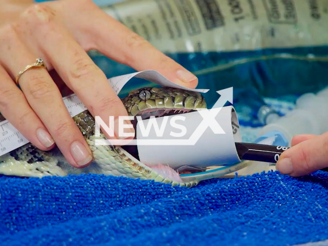 Pablo a carpet python had to have a dog harness and lead removed after he ate it, in Australia, in 2022. Note: This picture is a screenshot from the video (Australia Zoo Wildlife Warriors/Newsflash).