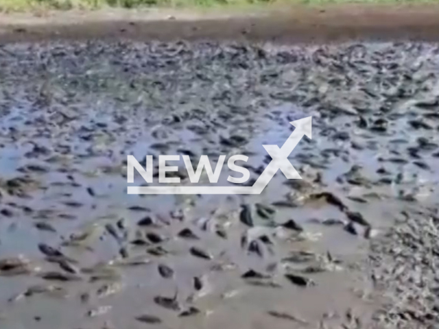 Photo shows hundreds of fish in mud in Corumba, Mato Grosso do Sul, Brazil, on Thursday, June 20, 2024. It happened after the drought and fires. Note: Picture is screenshot from a video. (Edilaine Arruda/Newsflash)