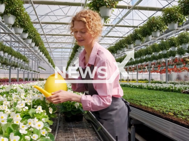 Image shows an illustrative photo of an individual watering a plant, undated photo. People in Hanover, Saxonby State, Germany, caught watering their lawns with tap water between 11am and 5pm face fines of up to EUR 50,000 (GBP 42,226). Note: Photo is a screenshot from a video. (Newsflash)