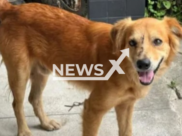 Photo shows the dog that was attacked with a machete in the head in Ipixuna do Para in Brazil. The attacker was arrested on Wednesday, June 26, 2024.
Note: Private photo taken from news media(Newsflash).