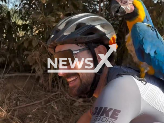 Photo shows cyclist Jhonatan Borela riding a bike with a macaw on his shoulder on Sunday, June 23, 2024. It happened in Chapada dos Guimaraes, Brazil. Note: Picture is screenshot from a video (@chumaer/Newsflash)