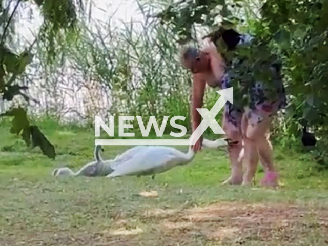 Man grabs a swan by the neck and throws it into the lake in Trakai, Lithuania, undated. The police reportedly started an investigation. Note: Picture is screenshot from a video (Newsflash)