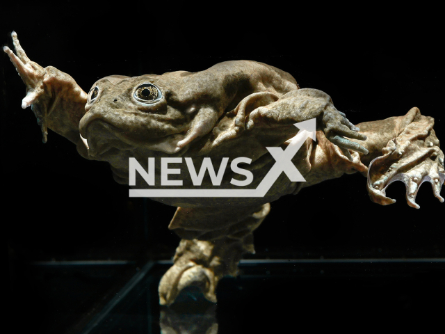 Image shows a Titicaca water frog at Schoenbrunn Zoo, Vienna, Austria, undated photo. The animal does underwater push-ups according to a recent study. Note: Licensed content. (Schoenbrunn Zoo, Rupert Kainradl/Newsflash)