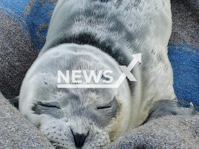 Image shows the adorable seal pup, undated photo. It was rescued by Bremerhaven Police, Germany, June 12, 2024. Note: Licensed content. (Bremerhaven Police/Newsflash)