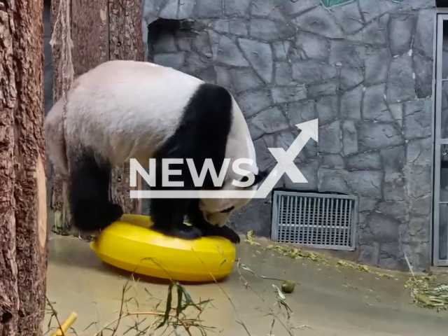 Male panda Zhui scratches his butt in enclosure at Moscow Zoo, Russia, July 3, 2024. Panda Zhui and Dindin plan to meet again in 2026 for making one more cub. Note: Picture is screenshot from a video. (Moscow Zoo/Newsflash)