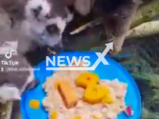 A lemur at Blair Drummond Safari Park, Scotland celebrates his 18th birthday. Note: Photo is a screenshot from the video (@blairdrummondSP/Clipzilla)