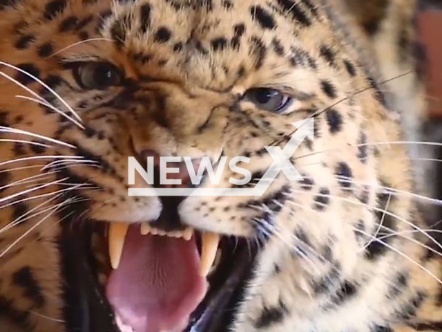 Footage shows growling amur leopard Leo 131M named Elbrus at the Center for the Reproduction of Rare Animal Species of the Moscow Zoo at Sychyovo in Volokolamsky District of Moscow Oblast, Russia, May 12, 2022. In 2019, leopard almost died from a collision with a car near the borders of the Land of the Leopard National Park. Note: Picture is screenshot from a video. (Land of the Leopard National Park/Newsflash)