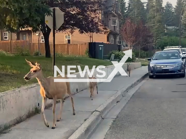 A family of deer casually walking the streets in Banff, Canada. Note: Picture is a screenshot from a video (@earthfocus/Clipzilla)