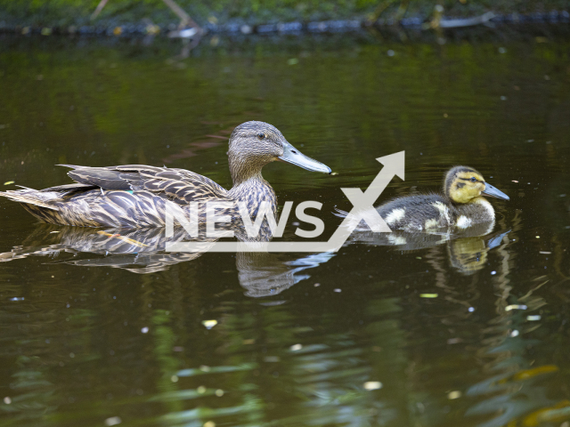 Image shows endangered Meller's ducks (Anas meller), undated photo. It was captured at the Zurich Zoo, Switzerland, July 2024. Note: Licensed content. (Zurich Zoo, Enzo Franchini/Newsflash)