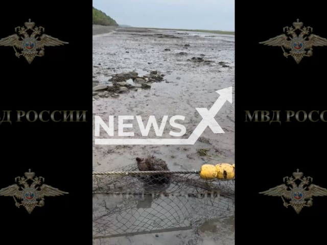 Footage shows a bear cub stuck in fishing nets on the shore of the Bering Sea in Kamchatka Krai, Russia, on Tuesday, July 9, 2024. Police officers helped and released the cub. Note: Picture is screenshot from a video (@ormvd/Newsflash)