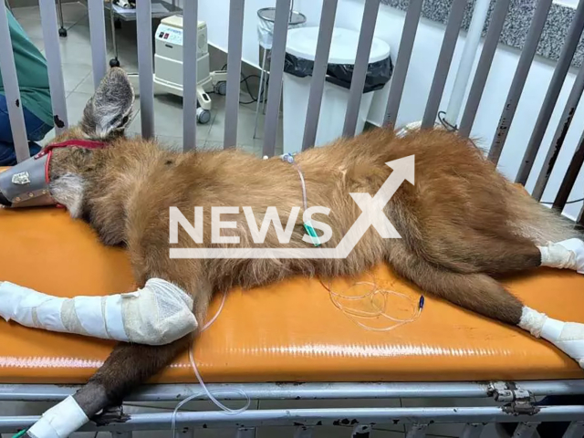 Picture shows the maned wolf, undated. It was saved with blood transfusion in Londrina, Brazil. Note: Private photo taken from local media. (@hvunifil/Newsflash)