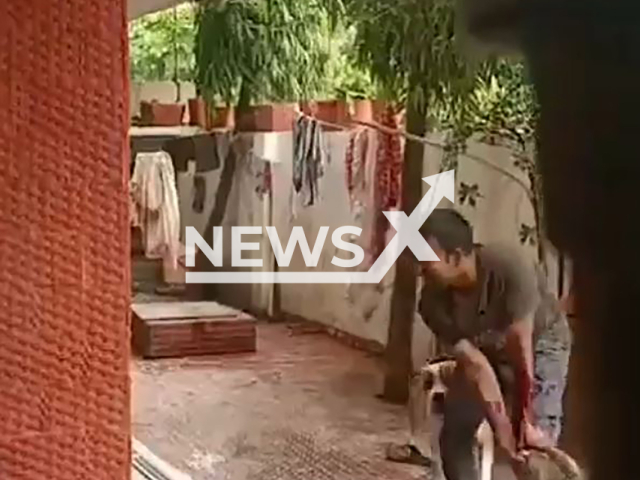 Pit bull attacks delivery man in Chhattisgarh's Raipur in India, Friday, July 12, 2024. He climbed to a parked car to save himself. Note: Picture is screenshot from a video (Newsflash)