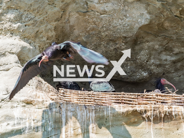 Image shows northern bald ibises in a rocky niche near Ueberlingen, Baden-Wuerttemberg State, Germany. Experts used 3D-printed dummies to help the species breed in the wild. Note: Licensed content. (Dennis Pflegehaar/Newsflash)