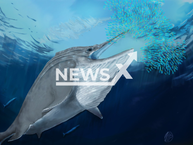 Reconstruction of a giant ichthyosaur from the Late Triassic bulk-feeding on a group of squid. Note: This photo is from a press release. (Marcello Perillo, Universitat Bonn/Newsflash)