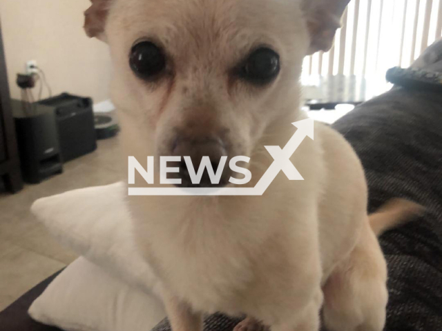 Toby Keith the 21 years old chihuahua is the oldest dog in the world. Note: We obtained permission for this picture. (Gisela Shore/Newsflash)