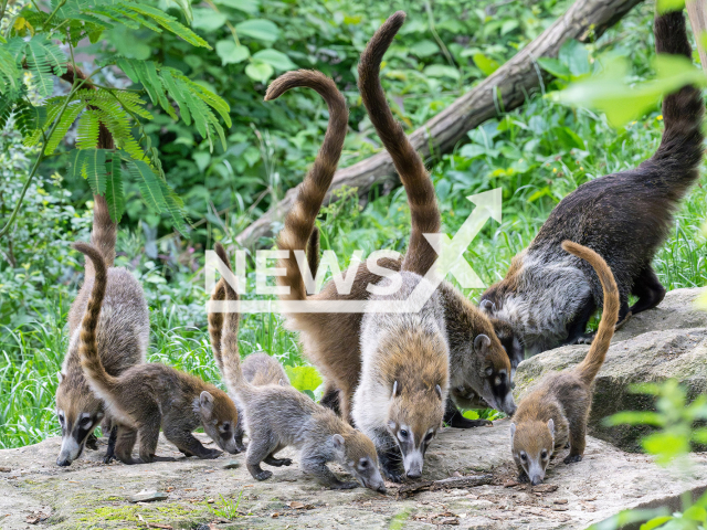 Image shows the adorable coati kittens, undated photo. They were born at the Schoenbrunn Zoo, Vienna, Austria, in March 2024. Note: Licensed content. (Daniel Zupanc/Newsflash)