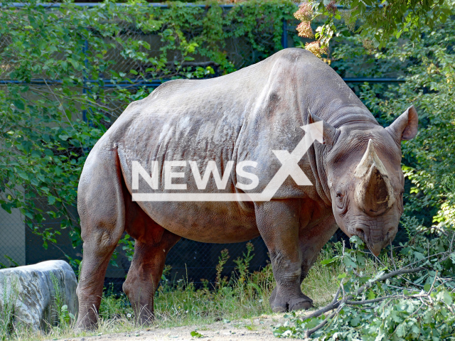 The image shows the critically endangered black rhinoceros, undated photo. It was transferred to Frankfurt, Germany, in July, 2024. Note: Licensed content. (Zoo Frankfurt/Newsflash)