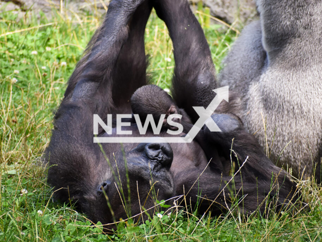 Image shows the baby gorilla and its mum, undated photo. The little one was born at Schmiding Zoo, in Krenglbach, Austria, July, 2024. Note: Licensed content. (Zoo Schmiding/Newsflash)