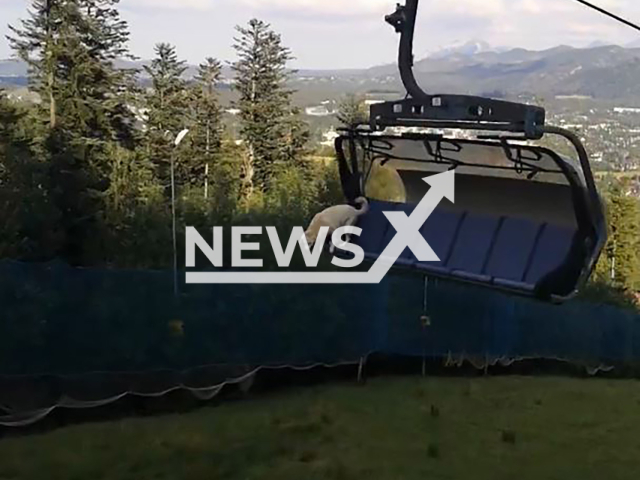 A whining dog jumps from the cable car at Polana Szymoszkowa in Zakopane, southern Poland on Saturday, July 27, 2024. The case was reported to the police. Note: Photo is screenshot from a video (Newsflash)